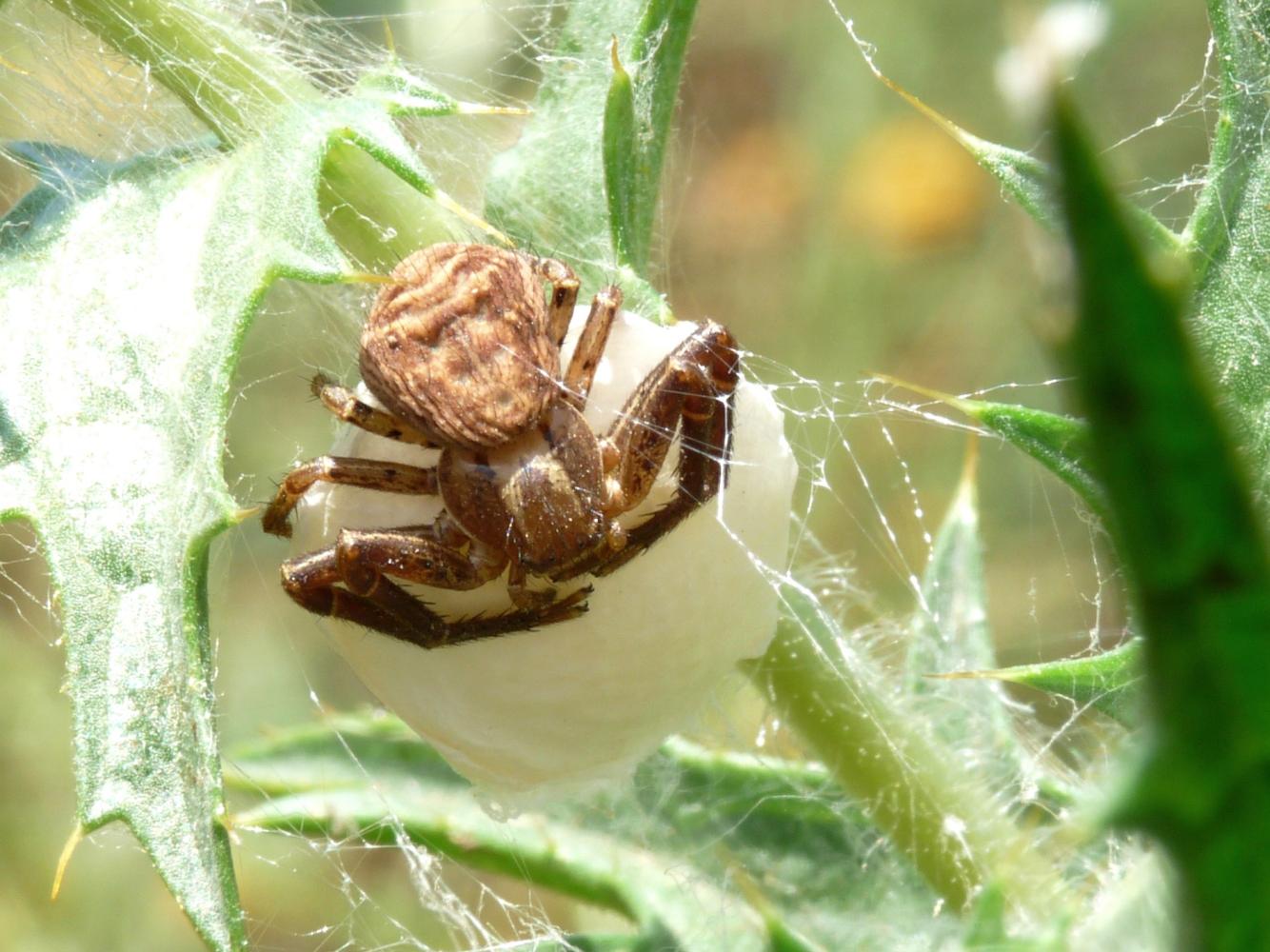 xysticus ulmi con ovisacco Lughignano (TV)